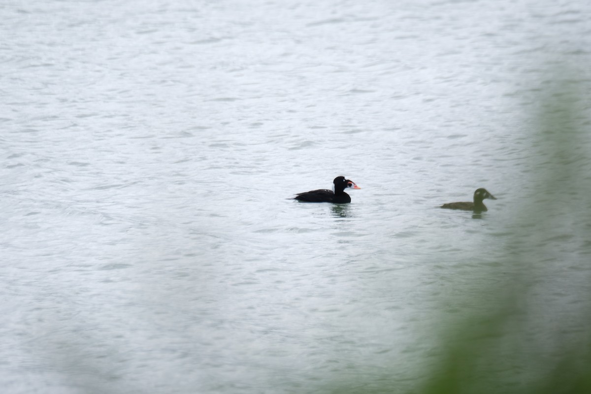 Пестроносый турпан - ML630872113