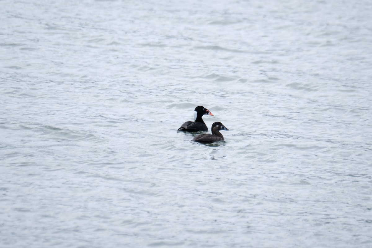 Пестроносый турпан - ML630872154