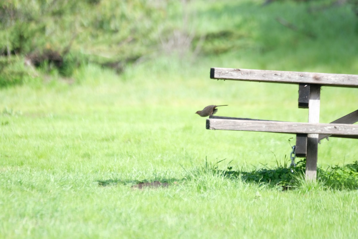 Калифорнийский тохи - ML630872178