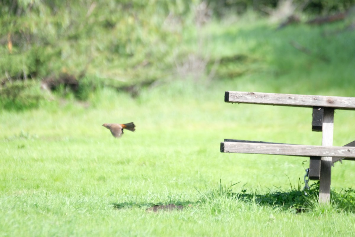 Калифорнийский тохи - ML630872179