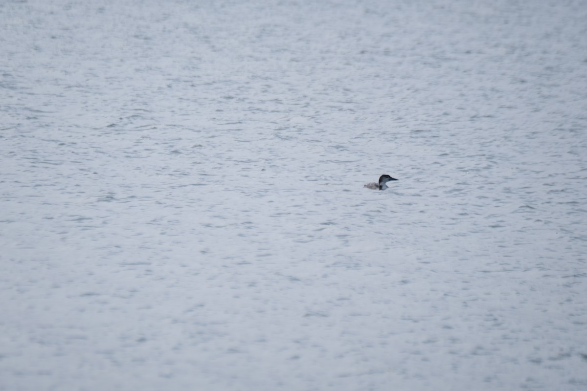 Черноклювая гагара - ML630872249