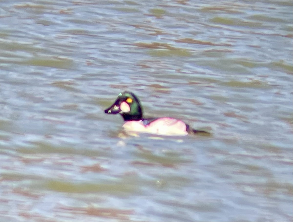 Common Goldeneye - ML630872311