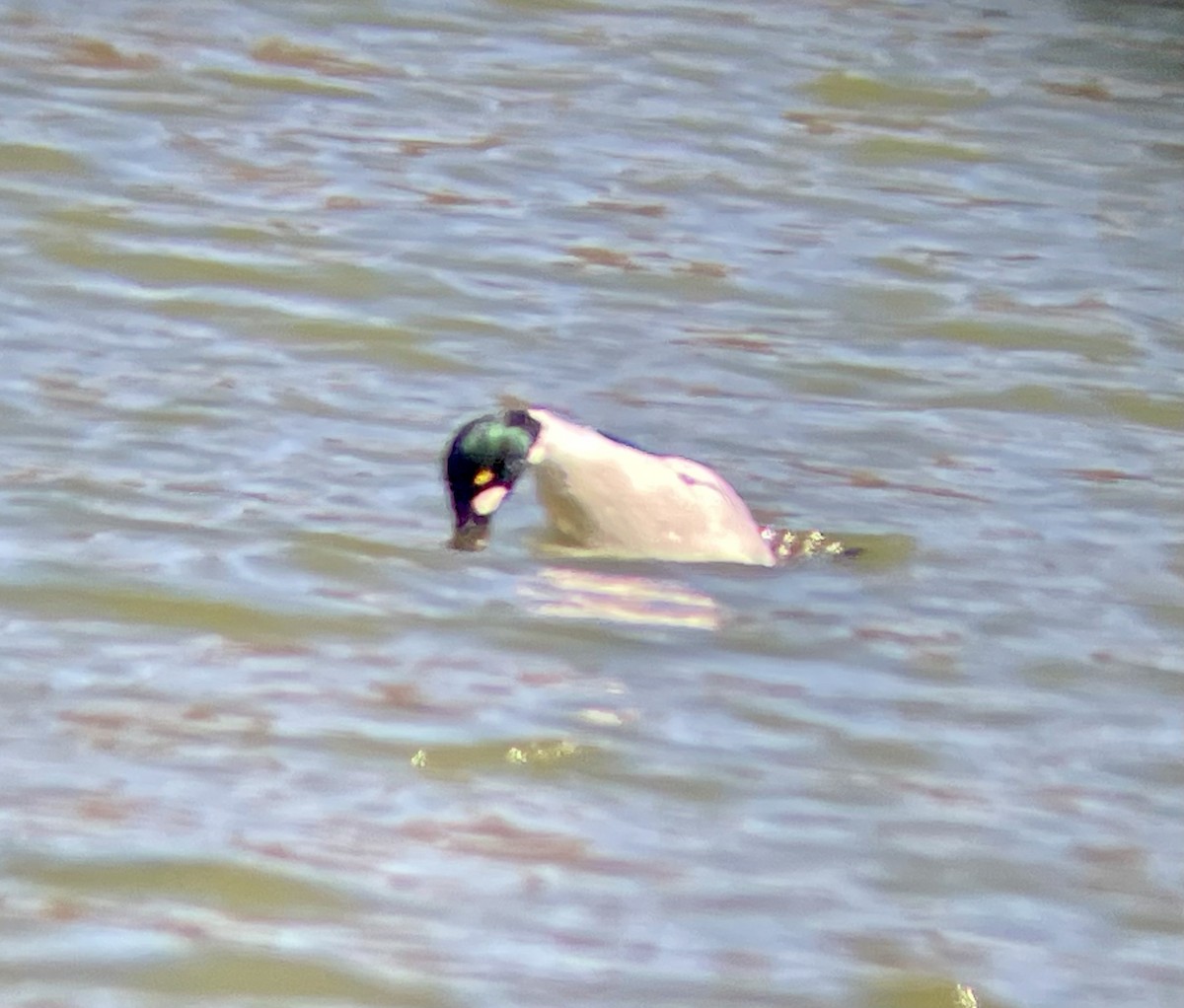 Common Goldeneye - ML630872312