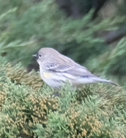 Миртовый певун - ML630872313