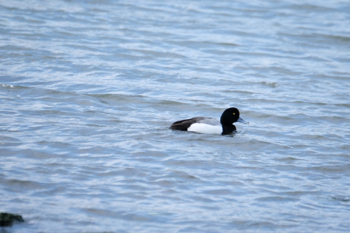 Морская чернеть - ML630872320