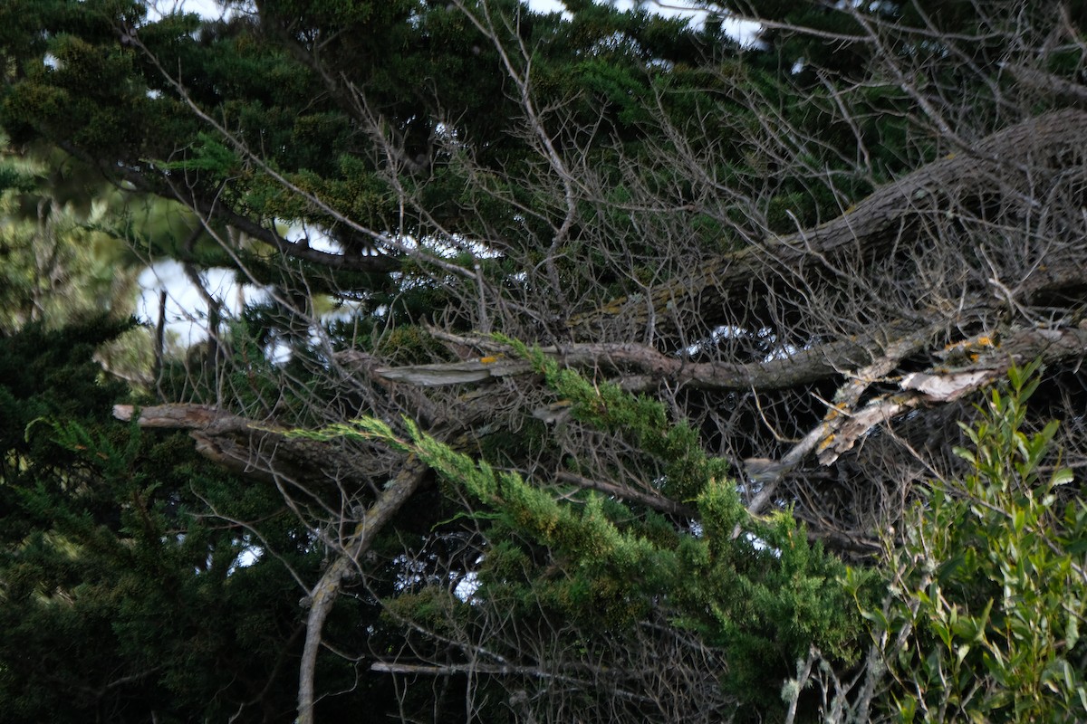 Миртовый певун - ML630872330