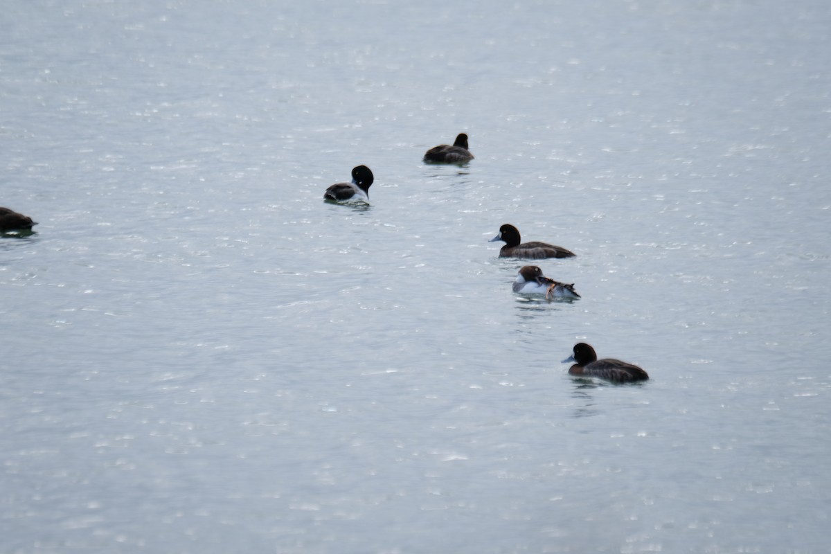 Морская чернеть - ML630872339