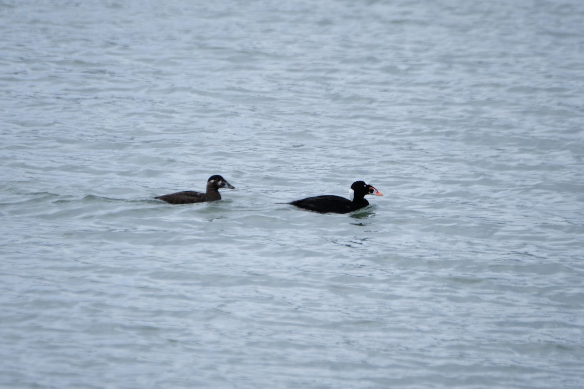 Пестроносый турпан - ML630872350