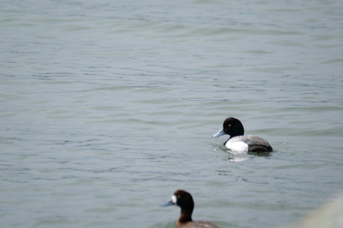 Морская чернеть - ML630872376