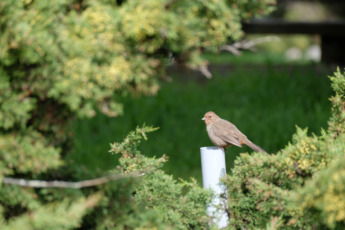 Калифорнийский тохи - ML630872415