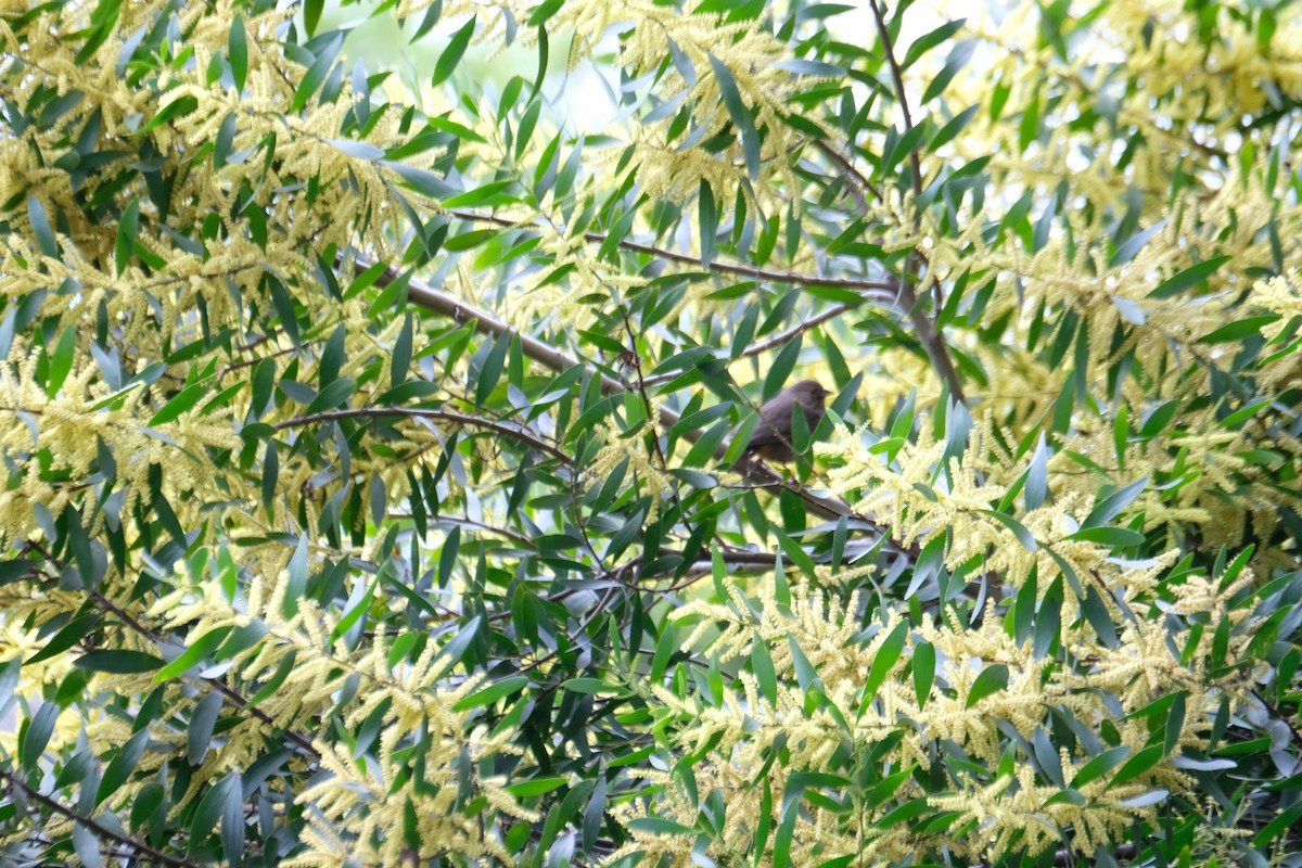 Калифорнийский тохи - ML630872428