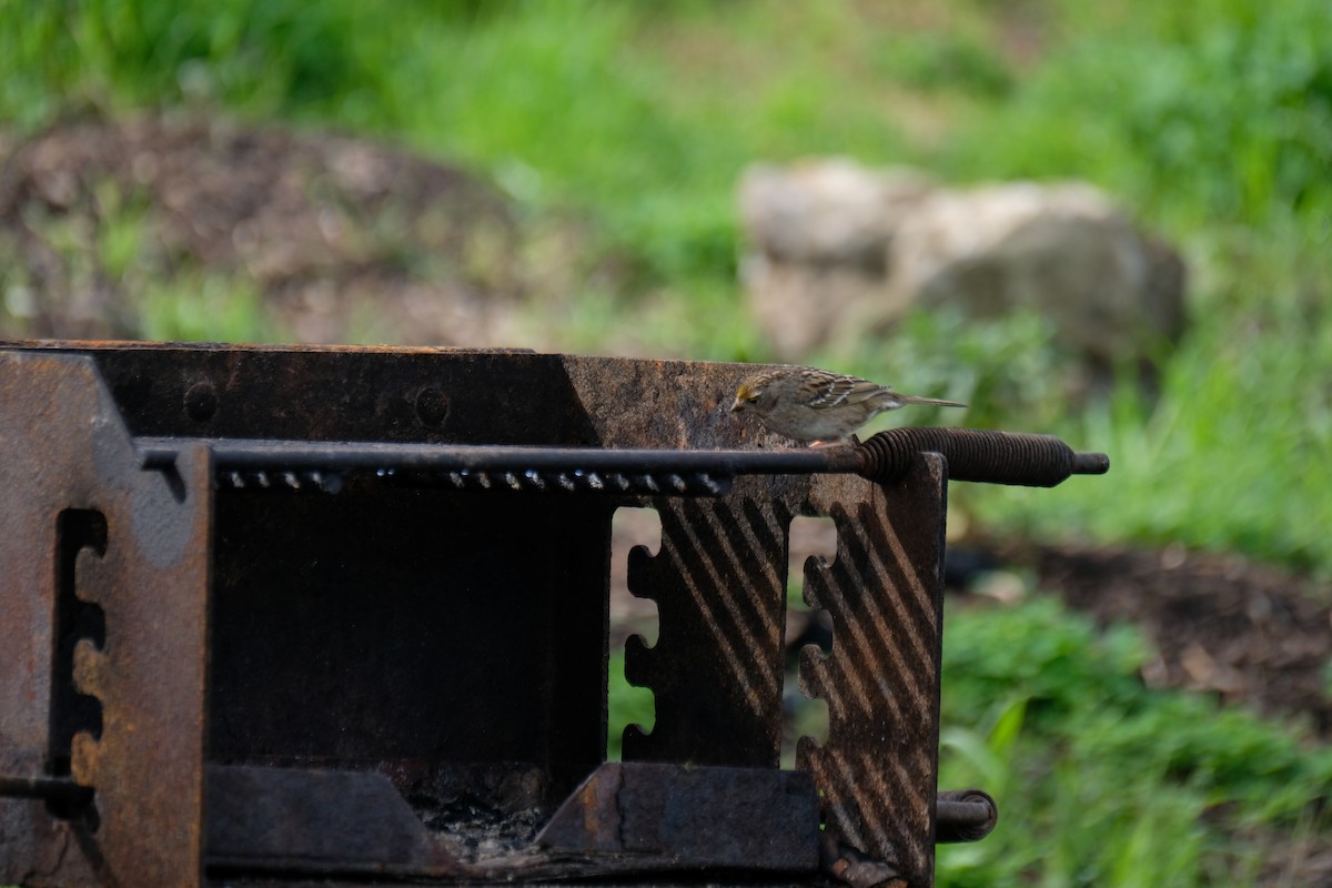 Чернобровая овсянка - ML630872450