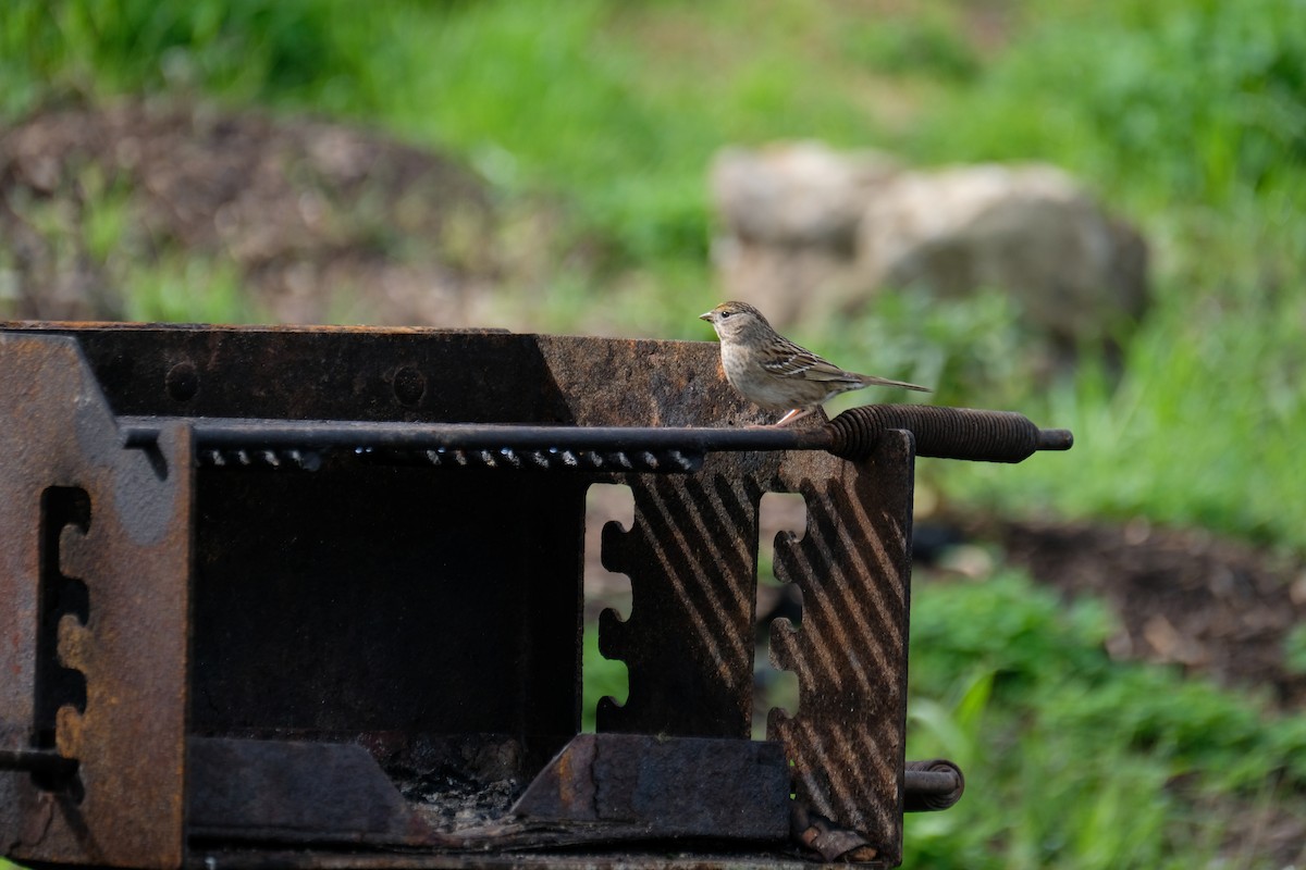 Чернобровая овсянка - ML630872453