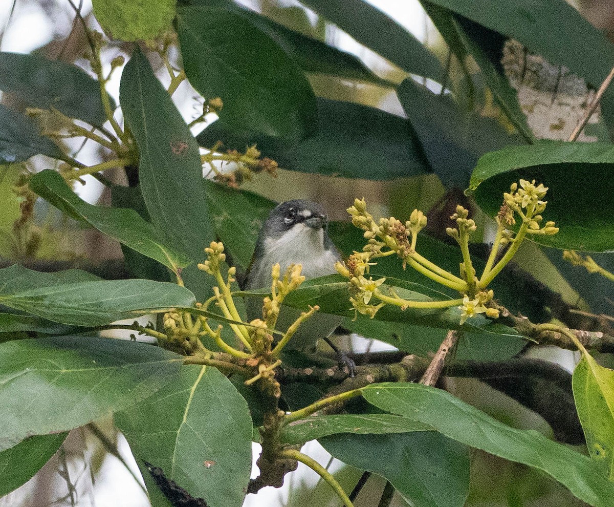 ハジロアメリカムシクイ - ML630872468