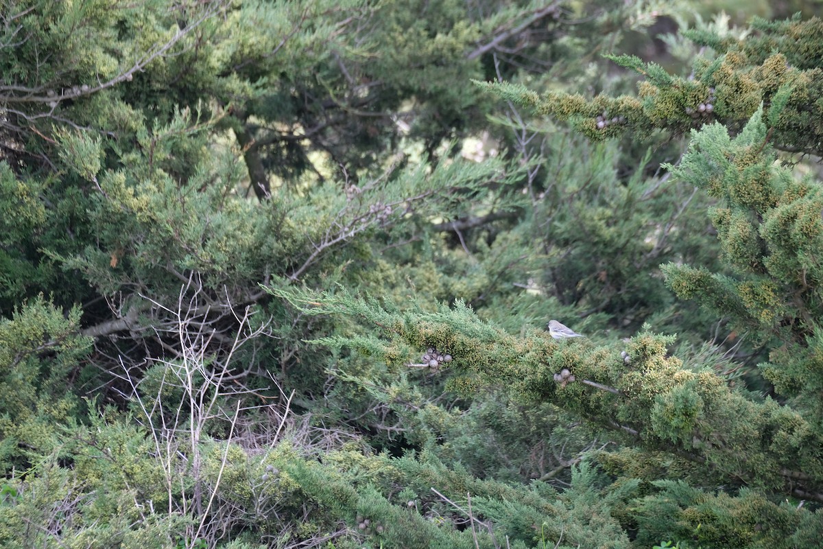 Миртовый певун - ML630872486