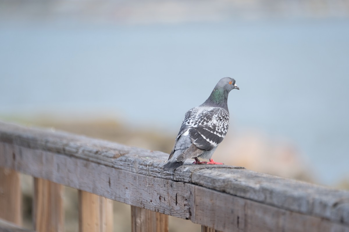 Сизый голубь (Одомашненного типа) - ML630872512