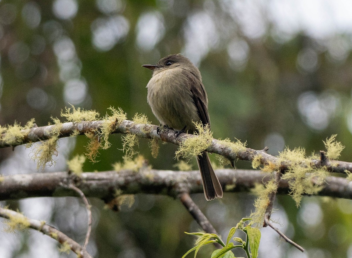 Hispaniolan Pewee - ML630872571