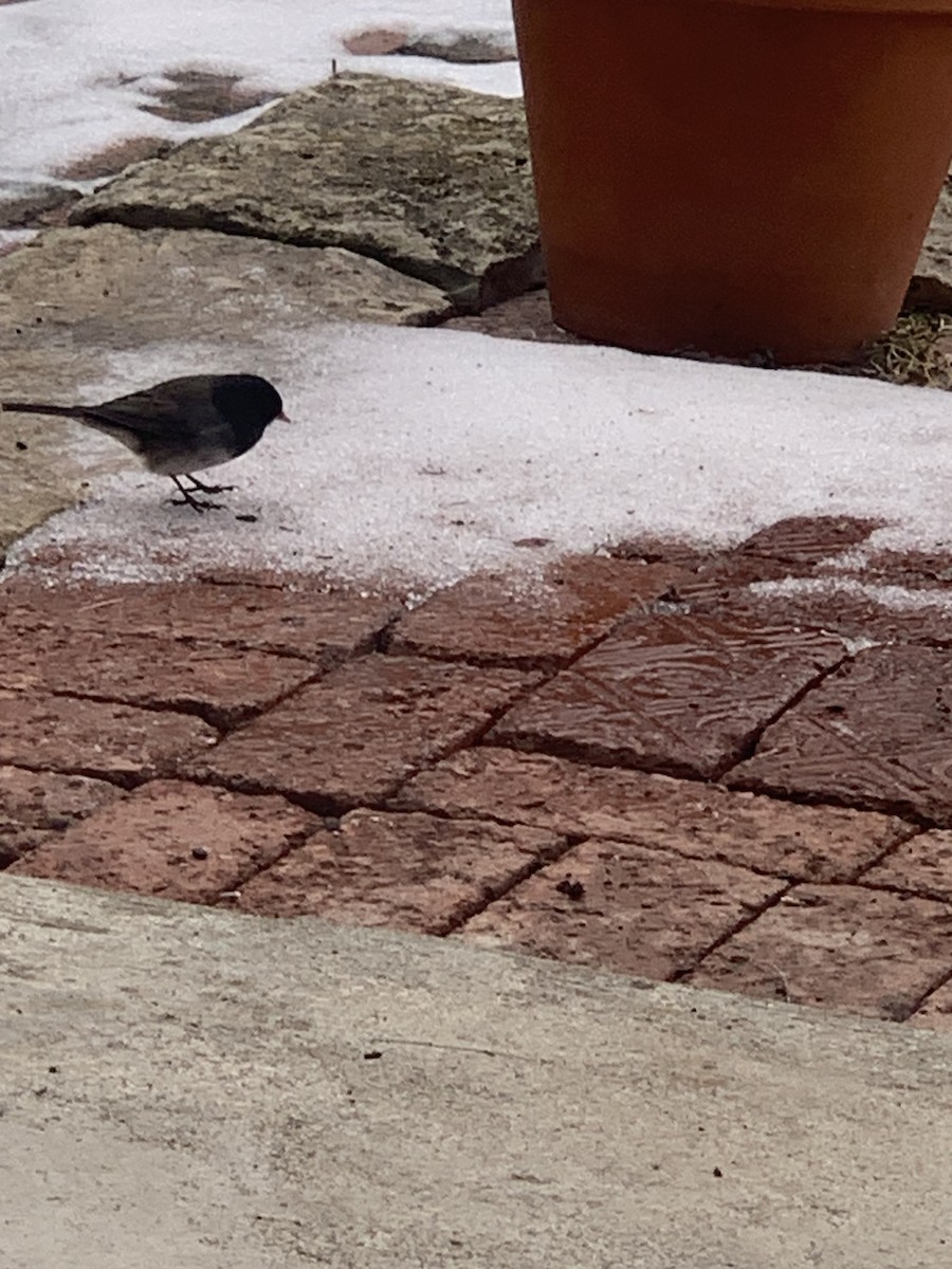 Dark-eyed Junco (cismontanus) - ML630872626