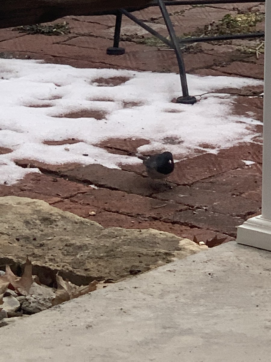 Dark-eyed Junco (cismontanus) - ML630872627
