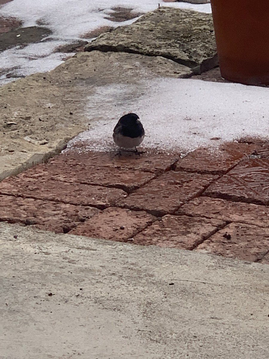 Dark-eyed Junco (cismontanus) - ML630872628