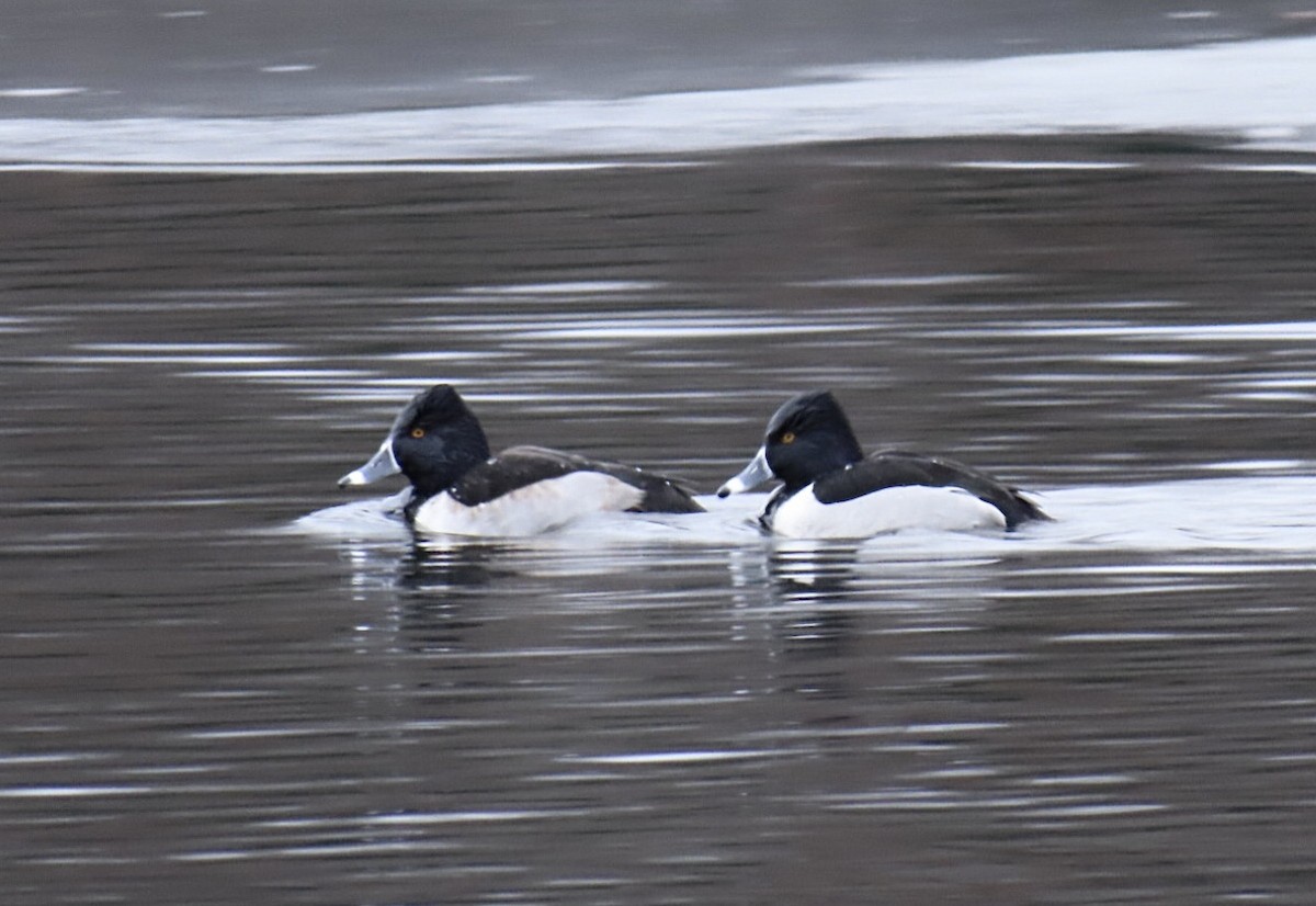 Ring-necked Duck - ML630872680