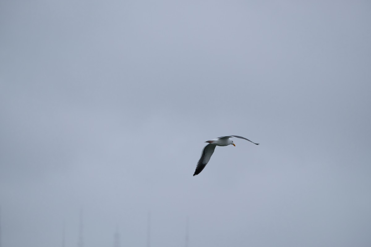 Западная чайка - ML630872682