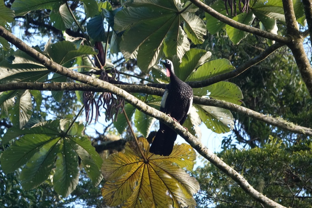 Black-fronted Piping-Guan - ML630872685
