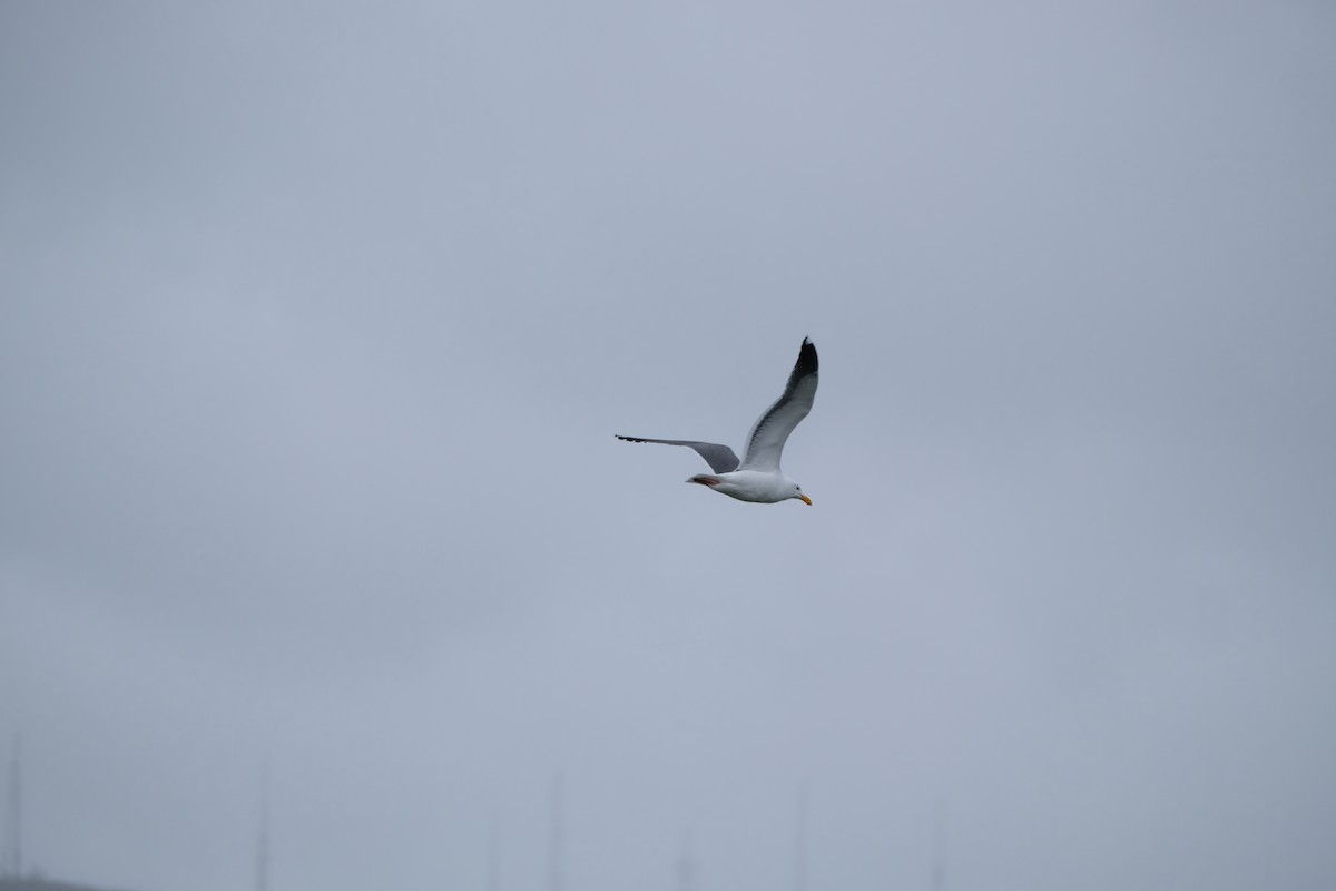 Западная чайка - ML630872687