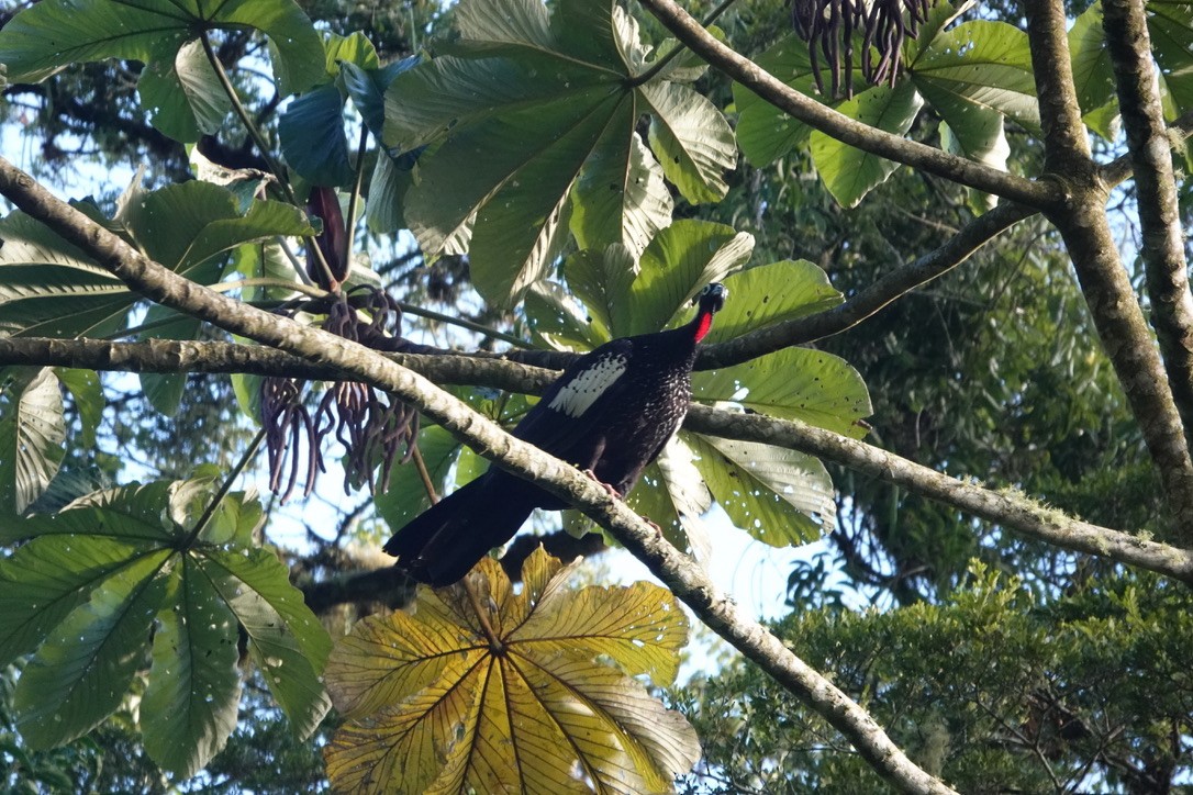 Black-fronted Piping-Guan - ML630872708