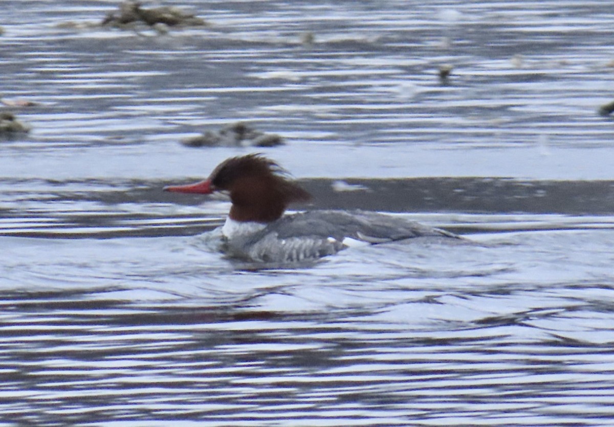 Common Merganser (North American) - ML630872711
