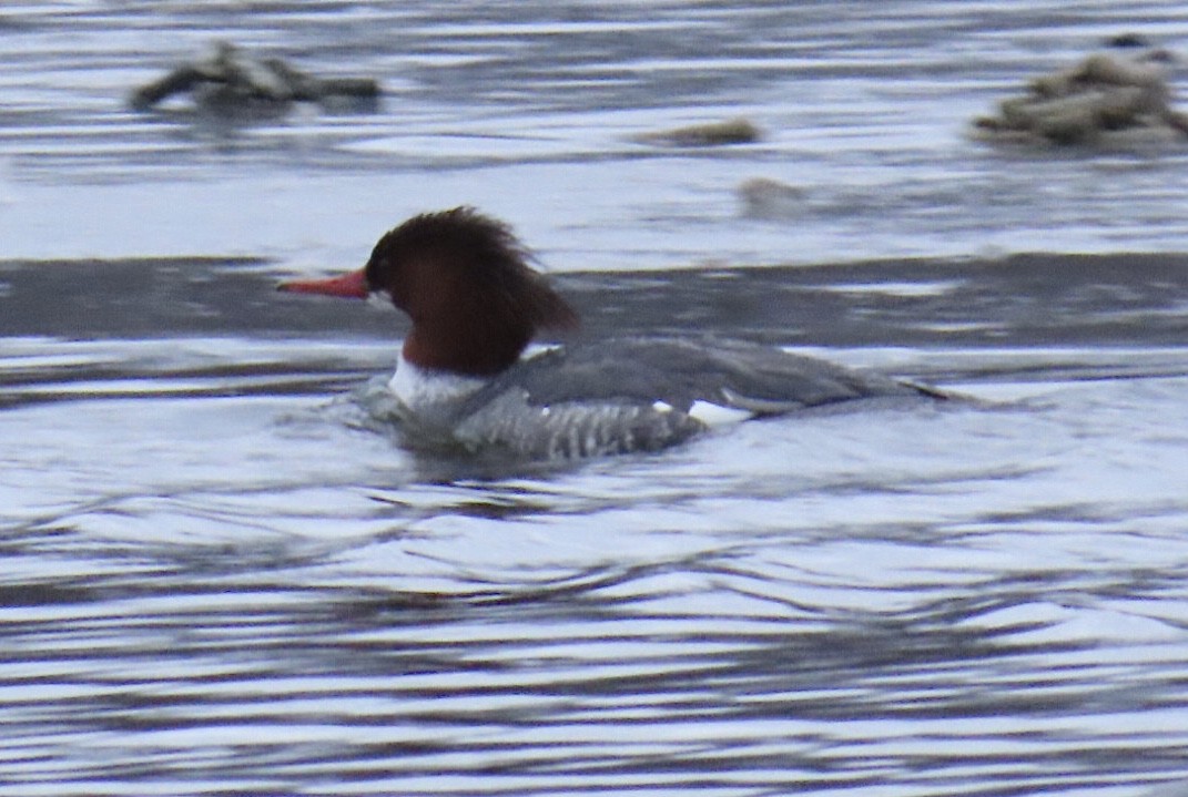 Common Merganser (North American) - ML630872712