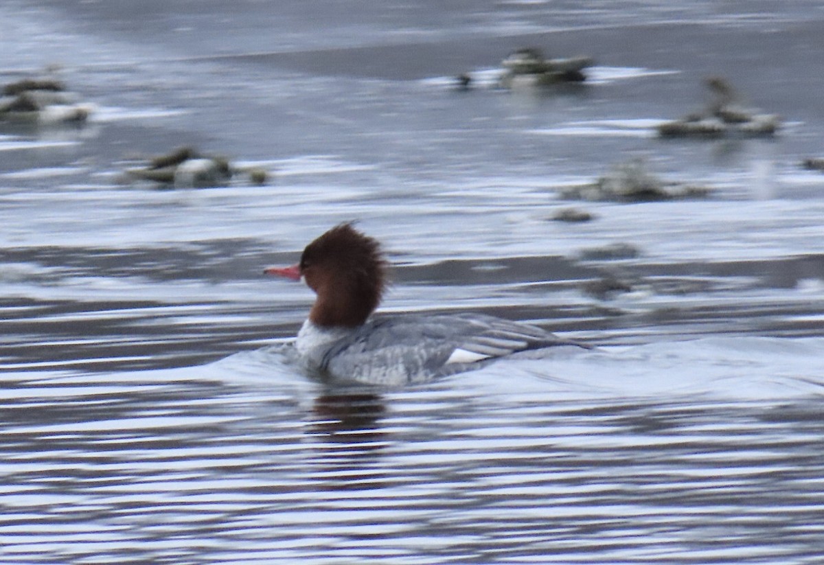 Common Merganser (North American) - ML630872713