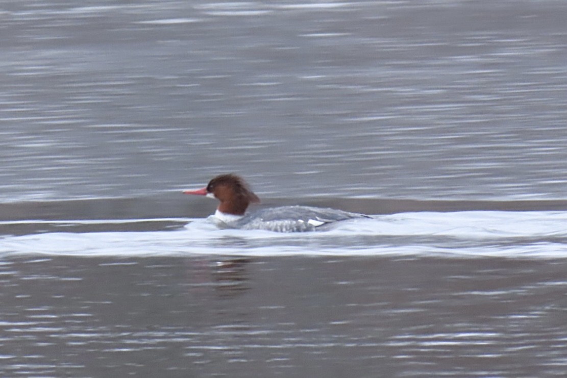 Common Merganser (North American) - ML630872714