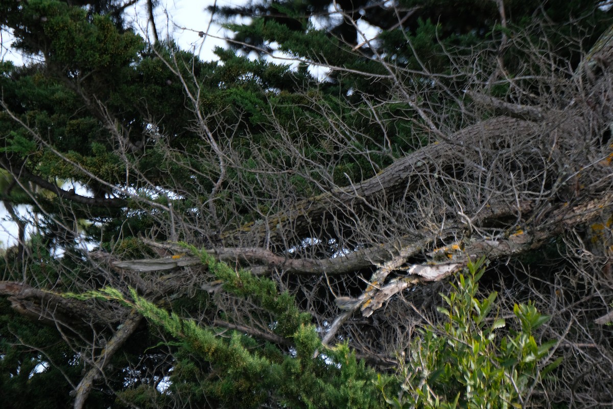 Миртовый певун - ML630872726