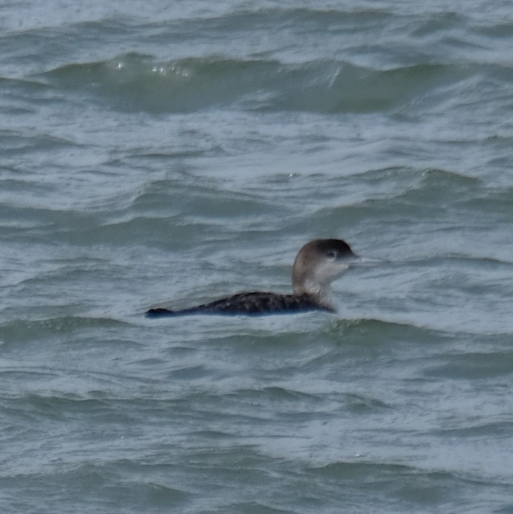 Черноклювая гагара - ML630872870