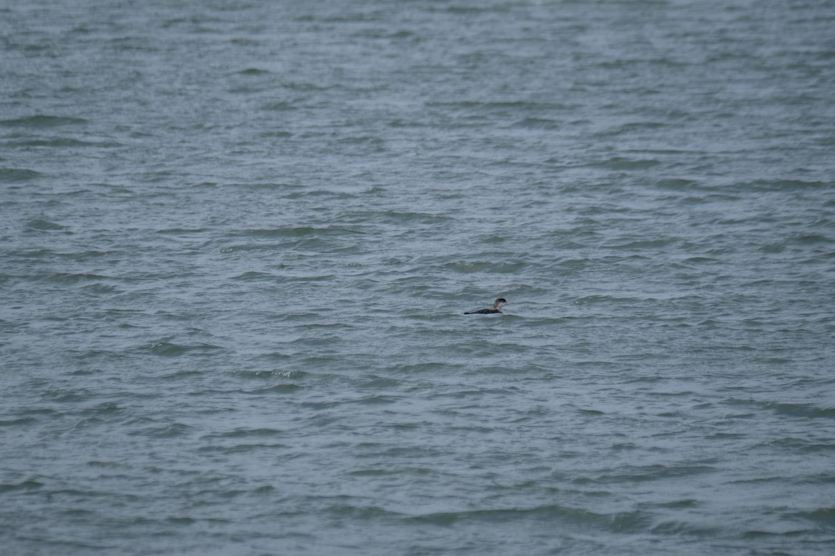 Черноклювая гагара - ML630872871