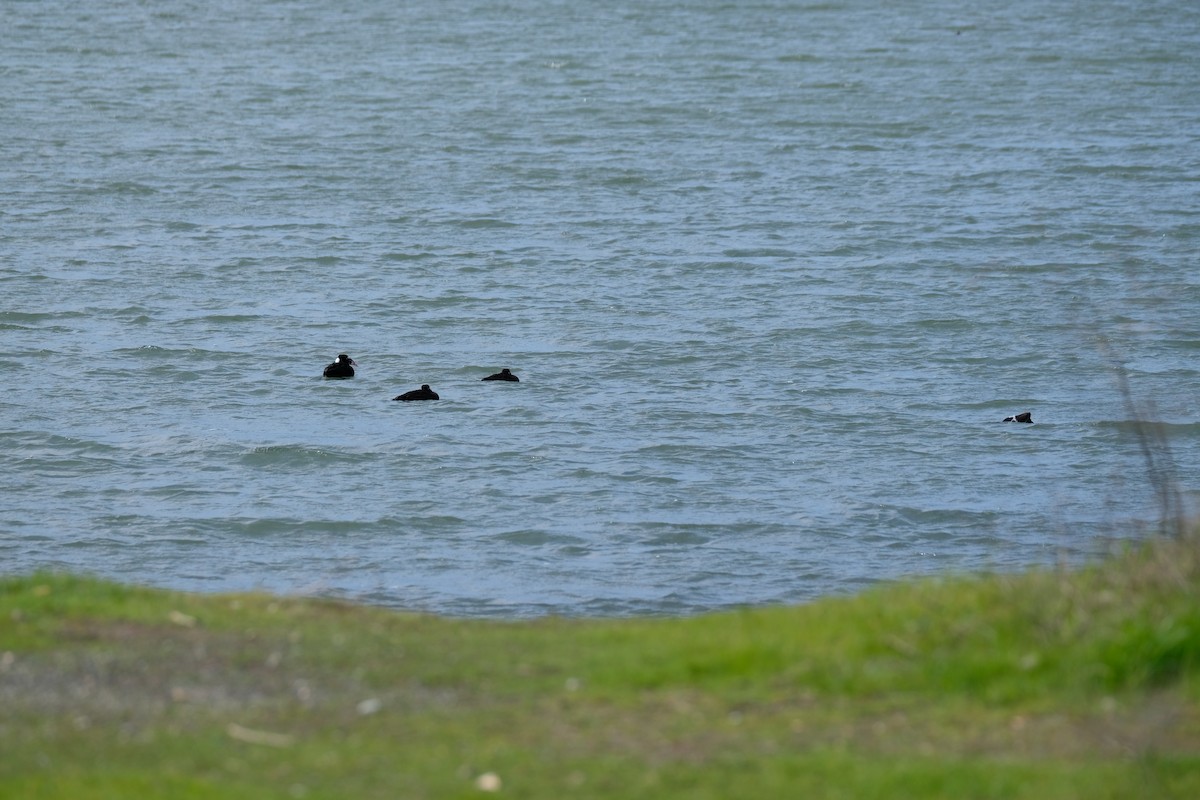 Пестроносый турпан - ML630872911