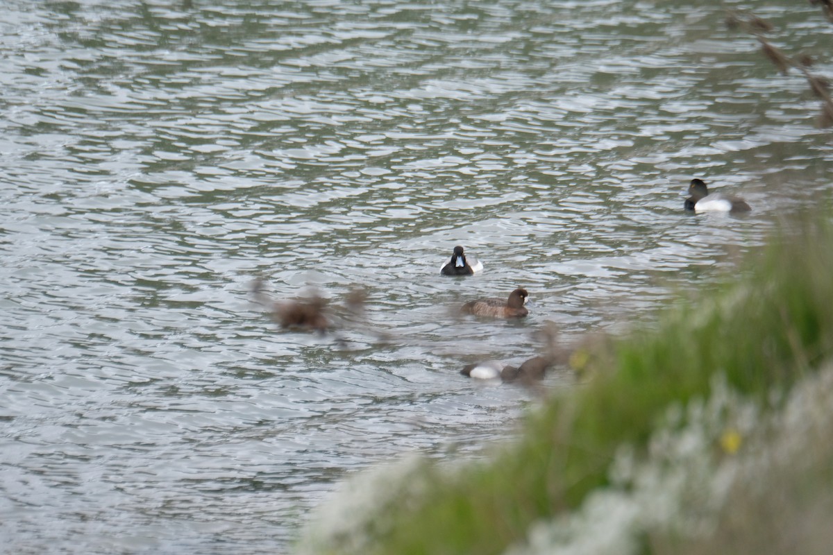 Морская чернеть - ML630872981