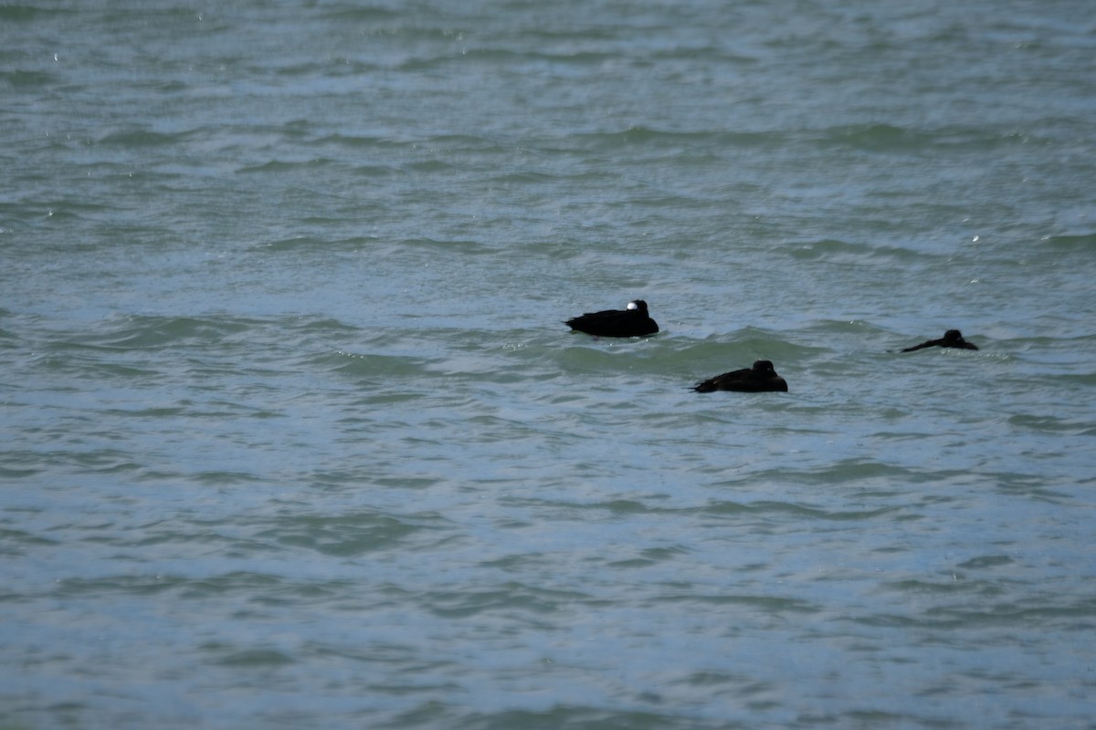 Пестроносый турпан - ML630873009