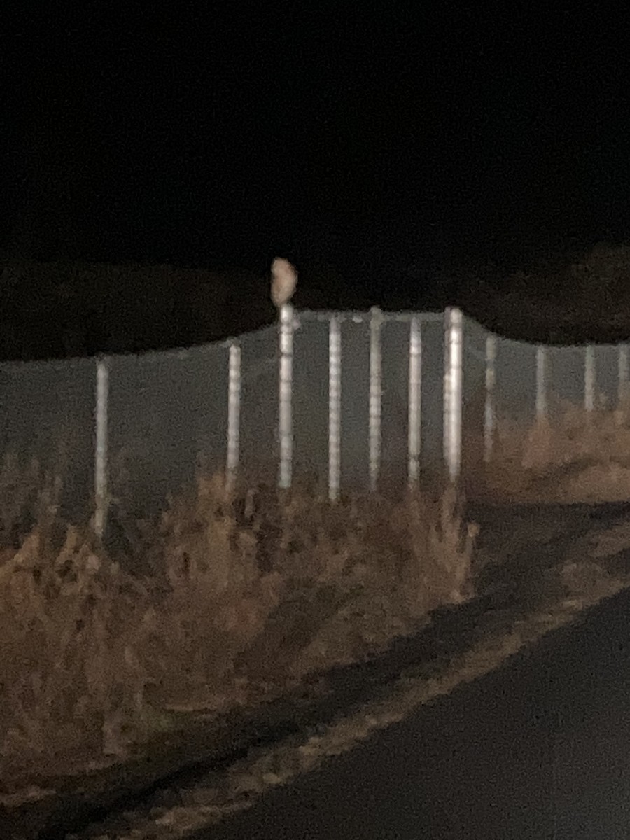 American Barn Owl - ML630873220
