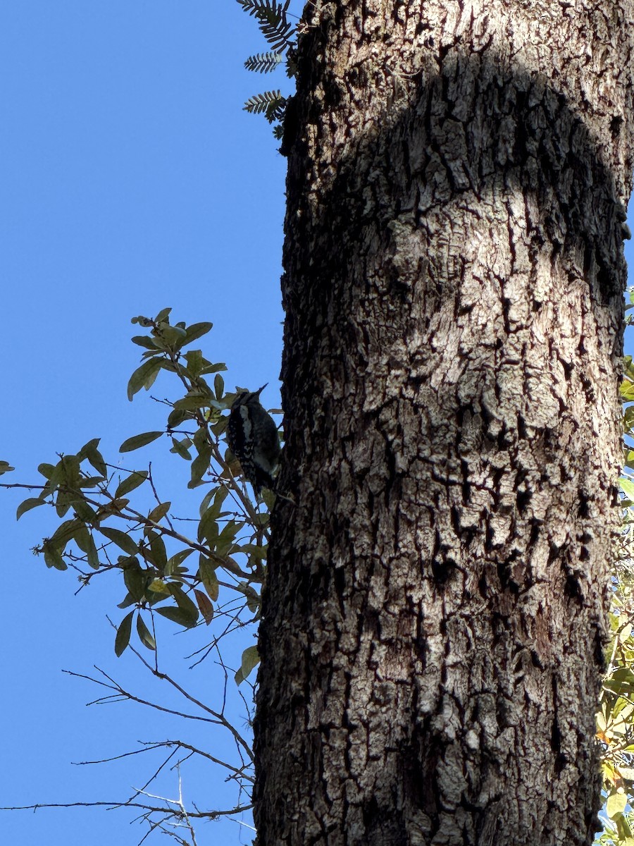 Yellow-bellied Sapsucker - ML630873384