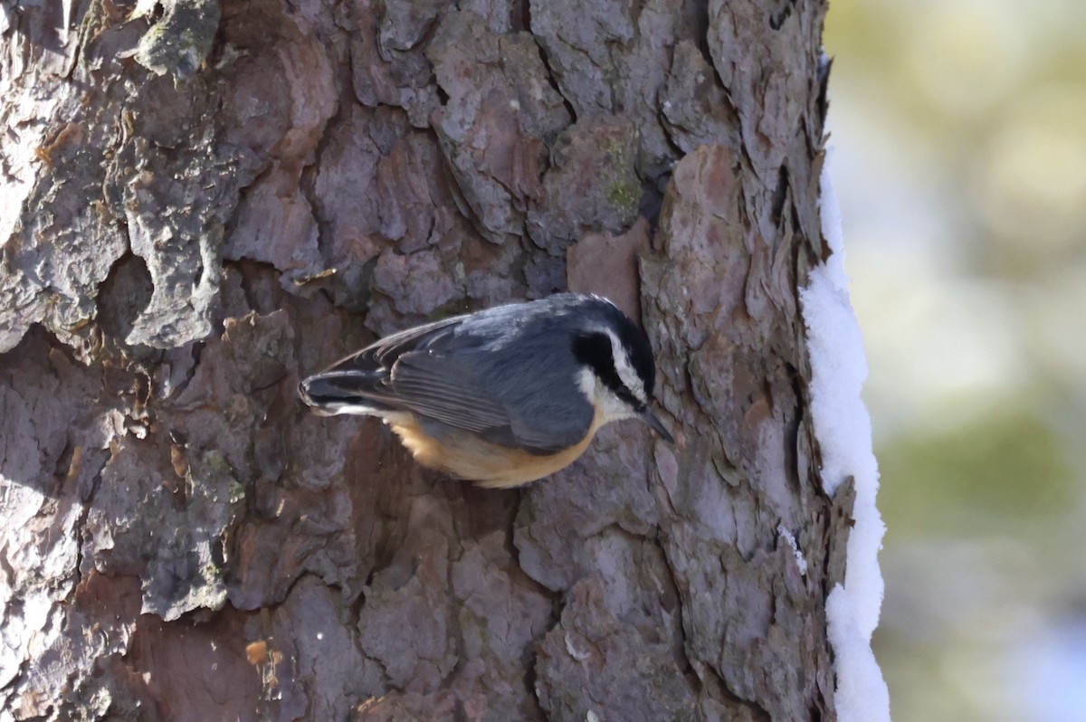 Red-breasted Nuthatch - ML630873963