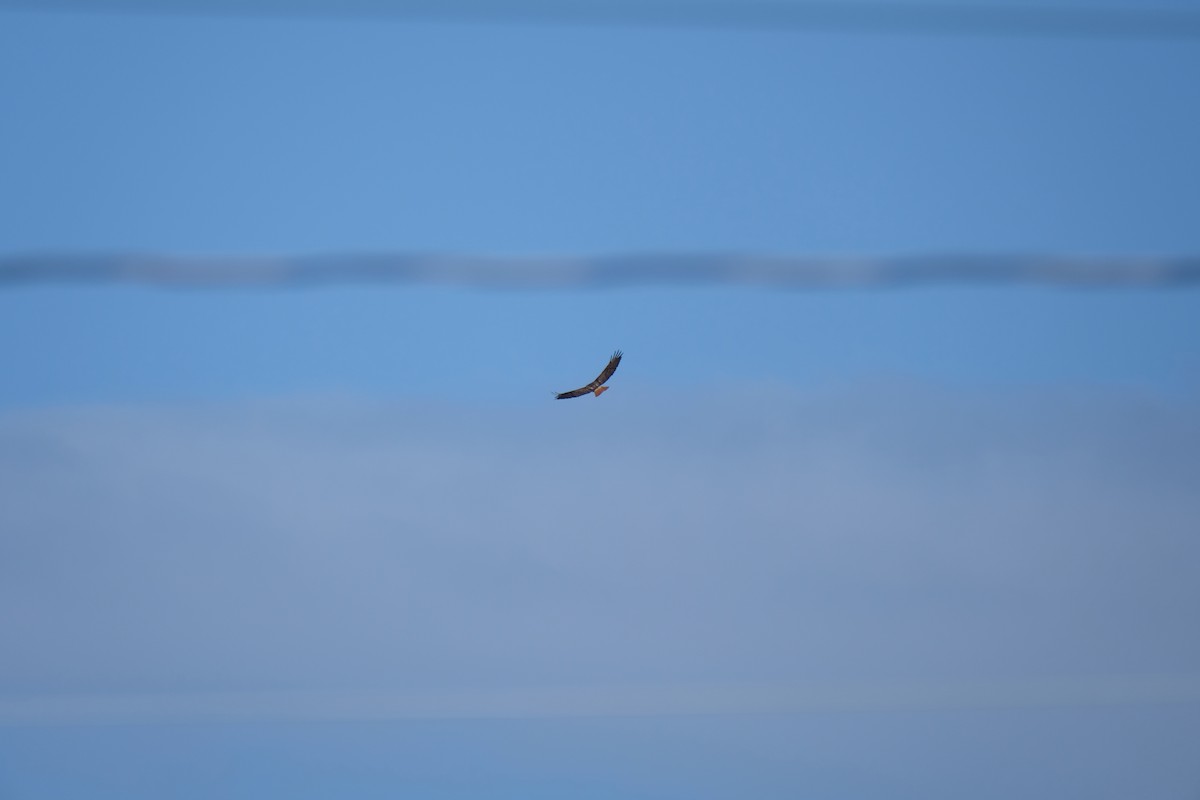 Краснохвостый канюк - ML630874356