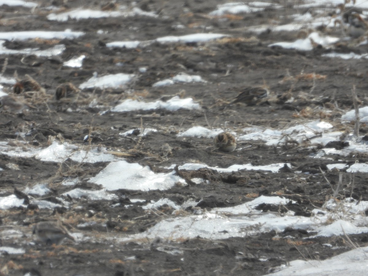 Lapland Longspur - ML630874360