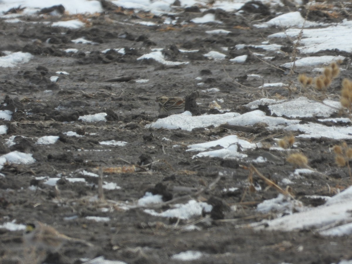 Lapland Longspur - ML630874370
