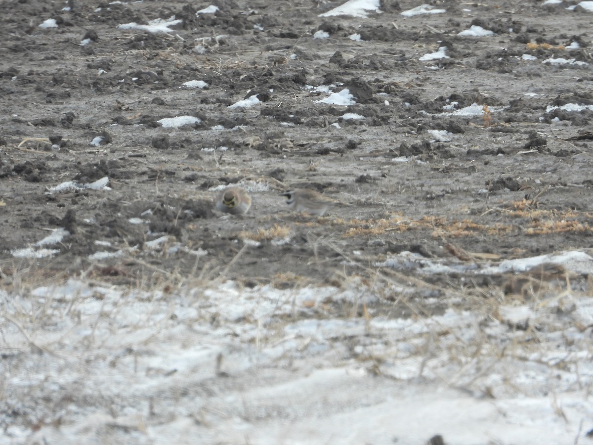 Horned Lark - ML630874432