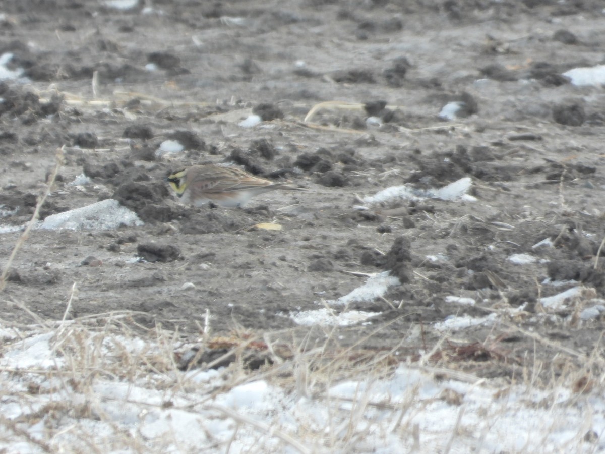 Horned Lark - ML630874433
