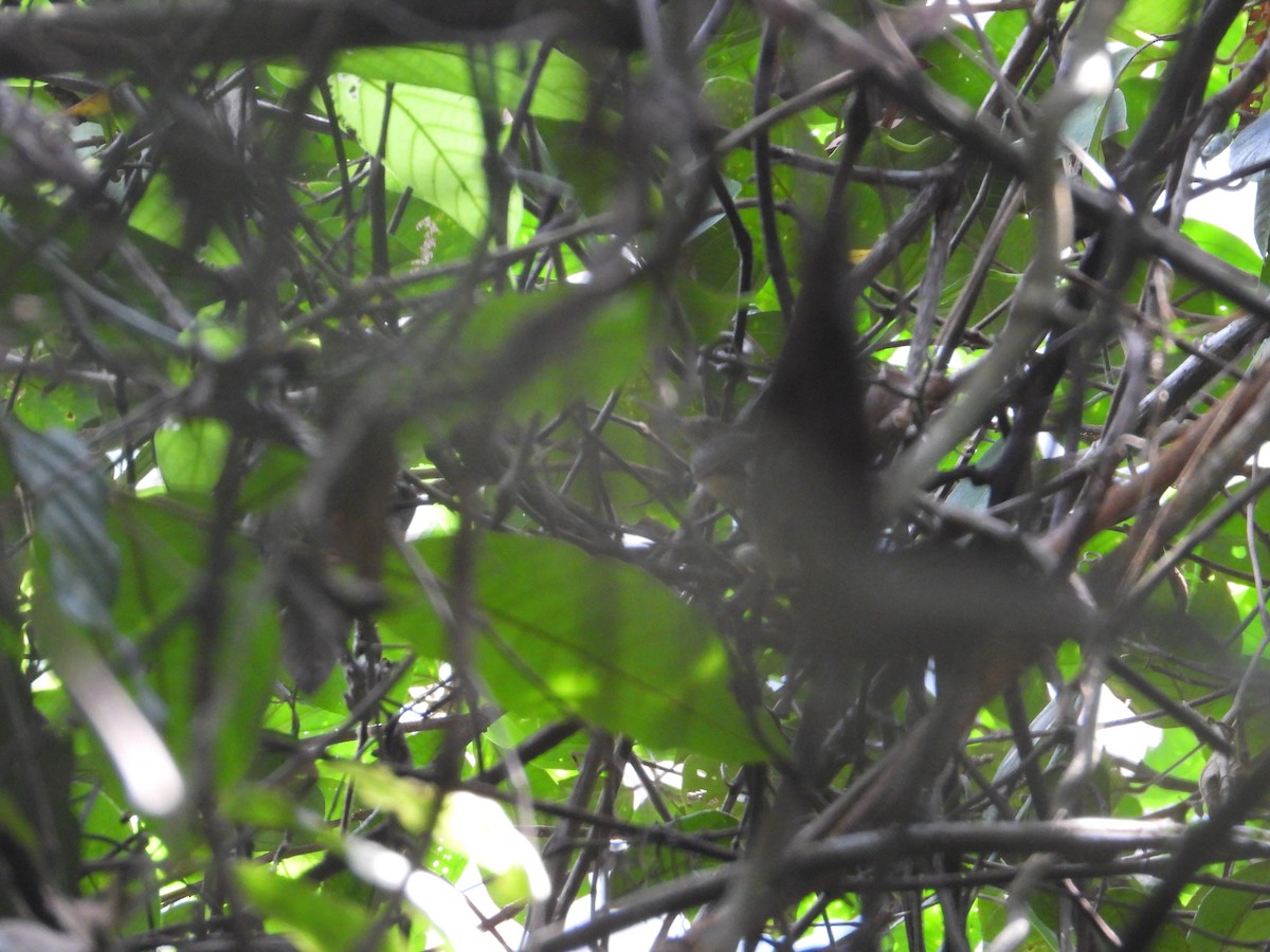 Long-billed Gnatwren - ML630874573
