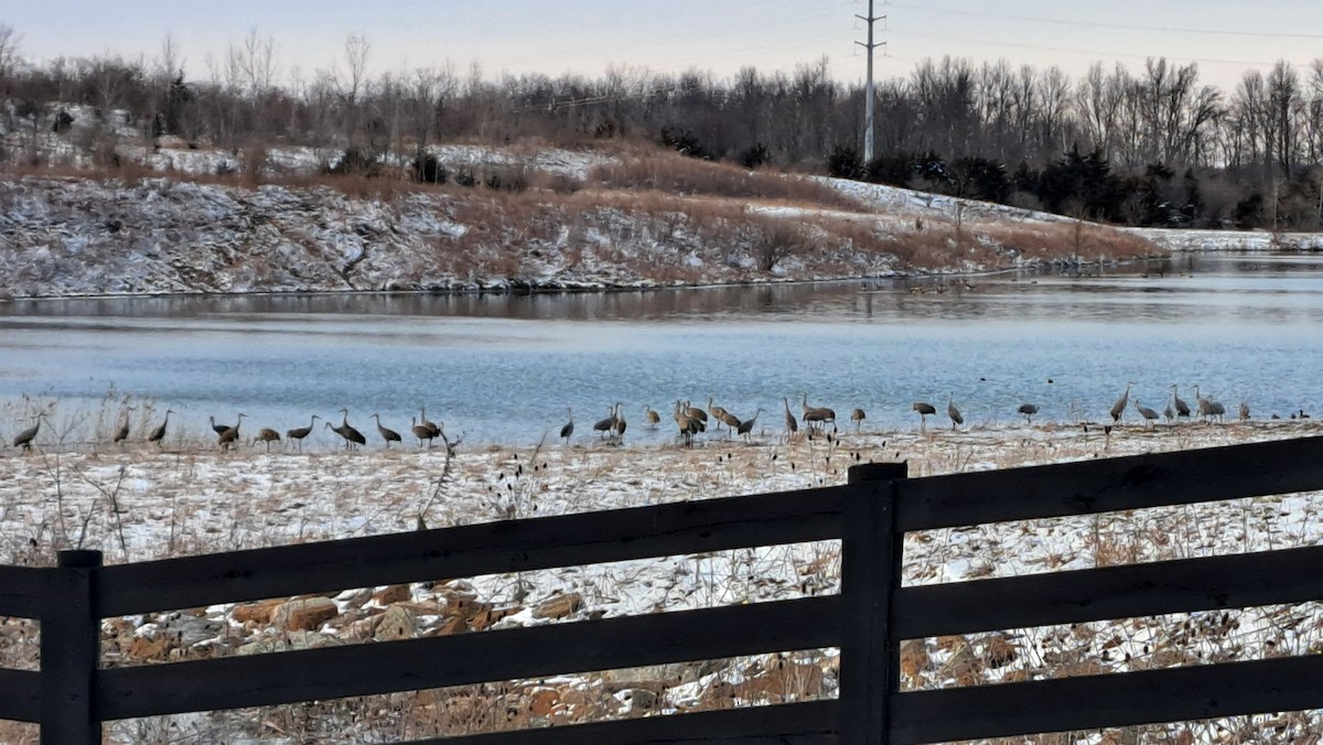 Sandhill Crane - ML630874766