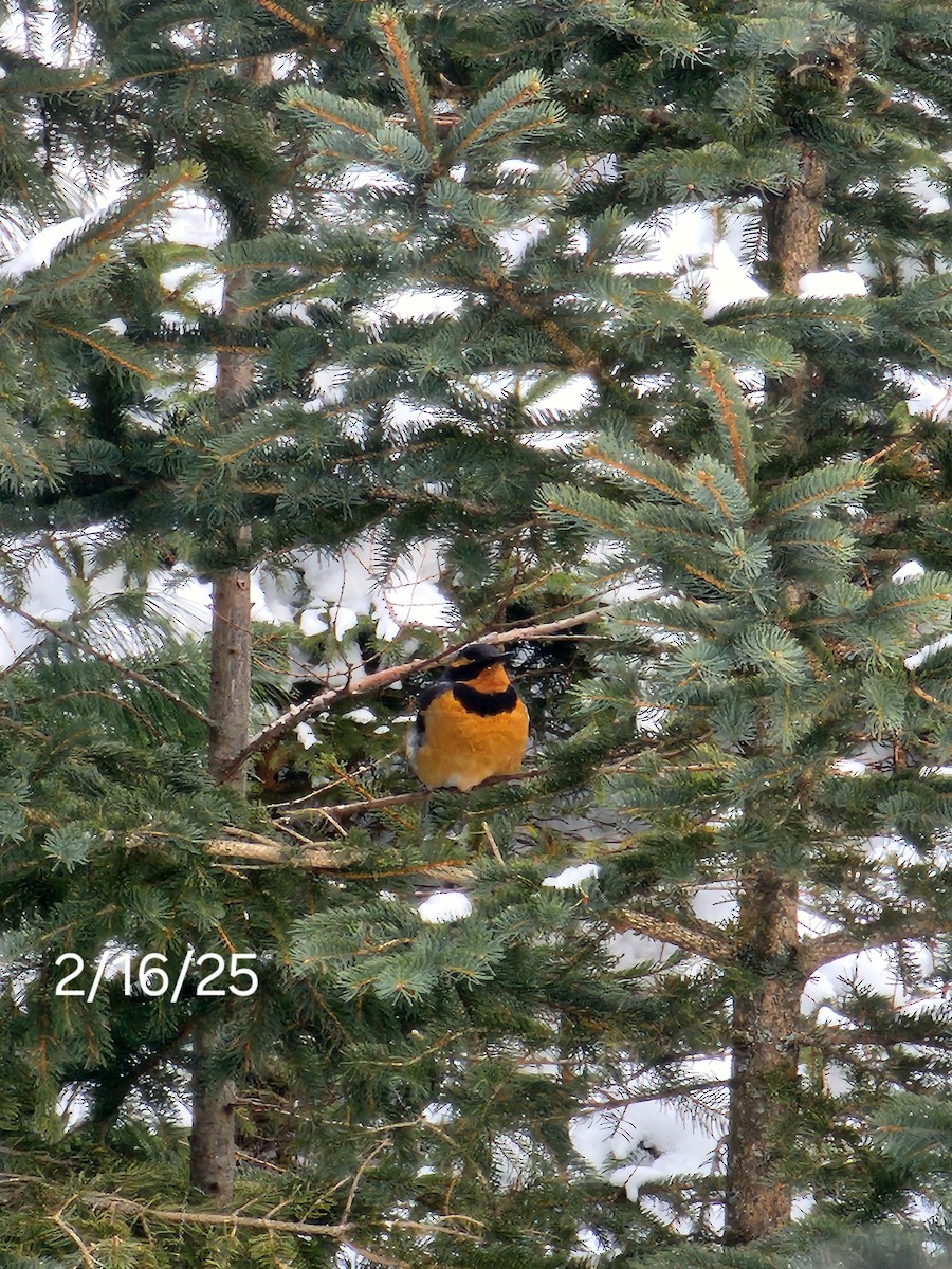 passerine sp. - Virginia Brouillard